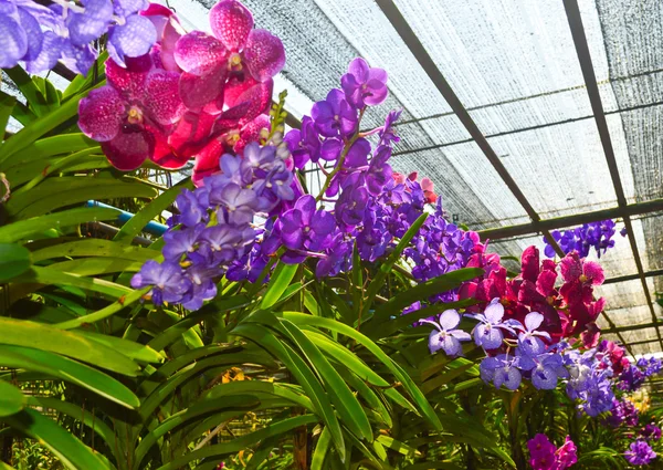 Bellissimi fiori di orchidea — Foto Stock