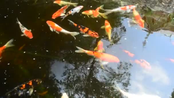 Färgglada koi fisk — Stockvideo