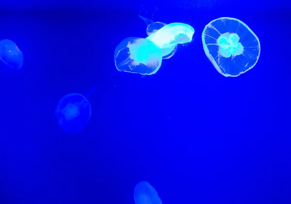 Light blue jellyfish — Stock Photo, Image