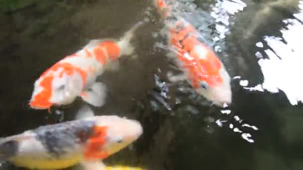 Colorful Koi fish — Stock Video