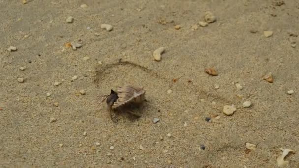 Passeio de caranguejo eremita — Vídeo de Stock