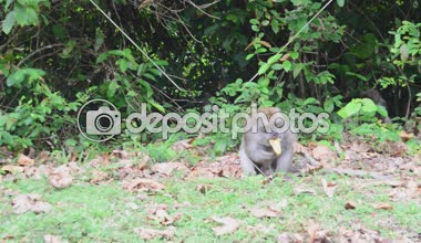 Maymun yan Sokağı'nın