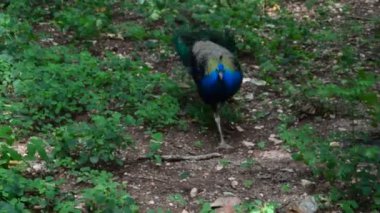 Yürüyüş tavus kuşu