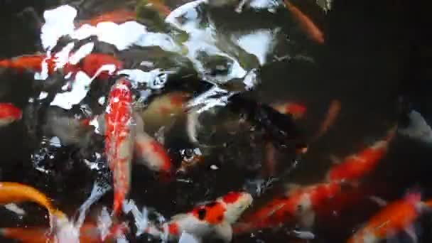 Цветная кои-рыба — стоковое видео