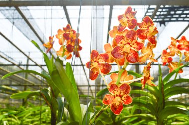 Güzel sarı orkide çiçeği 