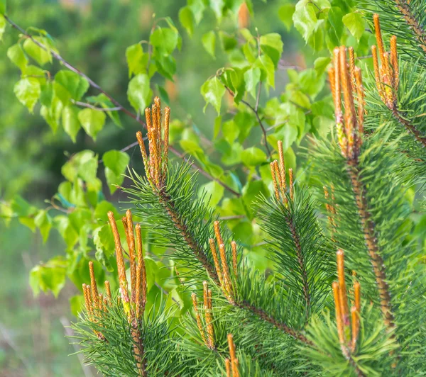 Jonge pine toppen. — Stockfoto