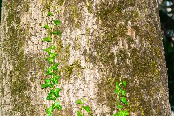 Brotos verdes subir os troncos das árvores . — Fotografia de Stock
