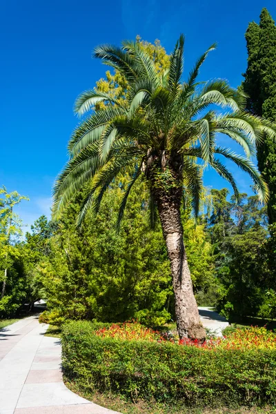 Sochi Park alanı. — Stok fotoğraf