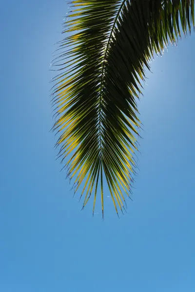 Mavi gökyüzü hurma ağacının yaprakları. — Stok fotoğraf