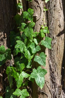 Yeşil sürgünler ağaçların gövdeleri tırmanmak. 