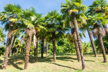 Sochi Park Botanik Bahçesi. 