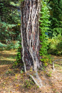 Parlak üzüm kalın gövde ağaca tırmanmak. 