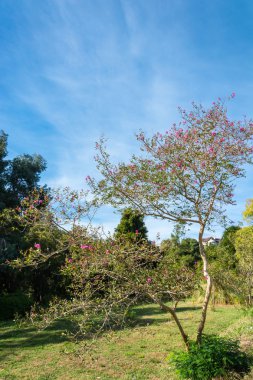 Pembe çiçekli küçük bir dallı ağaç. 