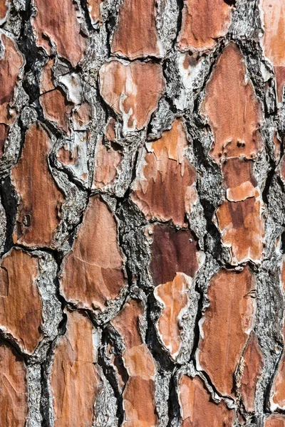 La textura del tronco del árbol. — Foto de Stock