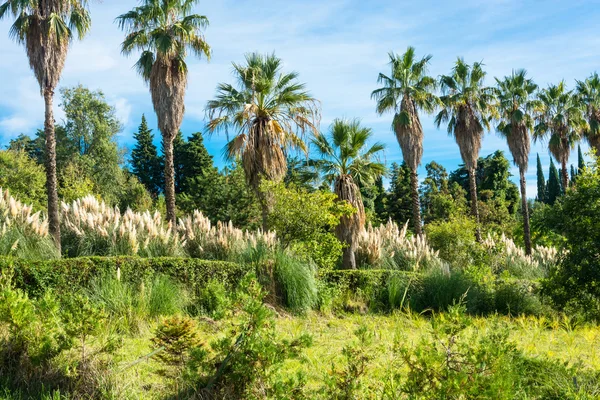 Sochi Park Botanik Bahçesi. — Stok fotoğraf