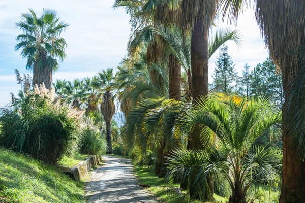 Im park-das arboretum von sochi. — Stockfoto