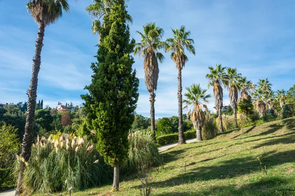 Sochi Park Botanik Bahçesi. — Stok fotoğraf