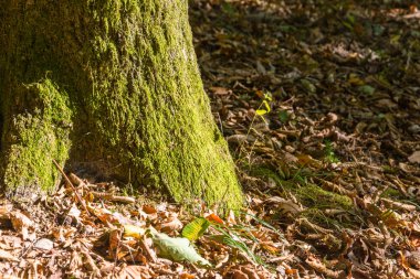 Moss ile sonbahar Etüt.