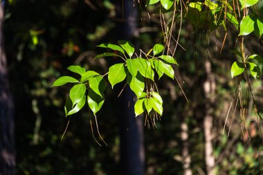 Yeşil yapraklı dal. 