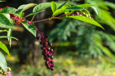 Siyah kırmızı çizgi üzerinde çilek.