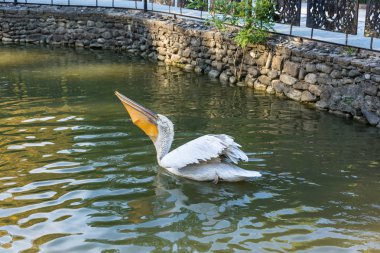 Beyaz Pelikan yüzen.