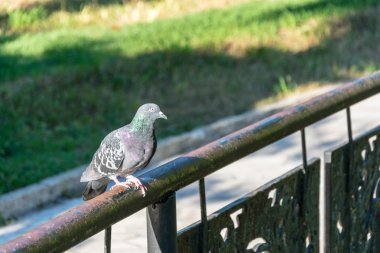 Bir boru korkuluk üzerinde oturan güvercin.