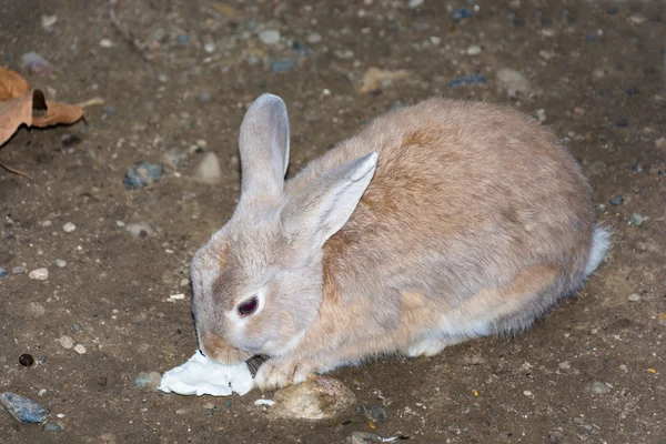 ソチ公園で茶色ウサギ. — ストック写真