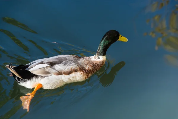 Den Erpel im See segeln. — Stockfoto