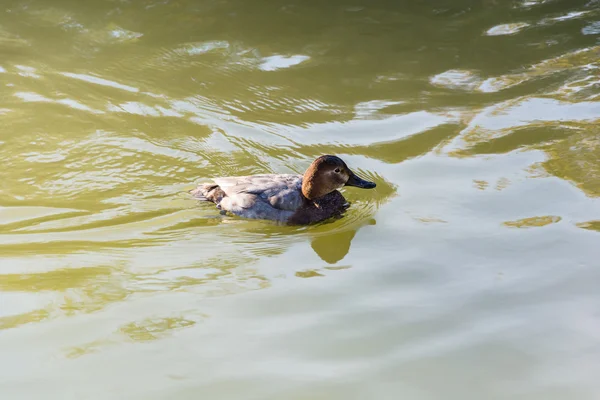 Schwimmende Ente im See. — Stockfoto