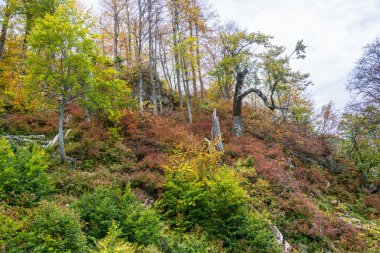 Dağın sonbahar manzara. 