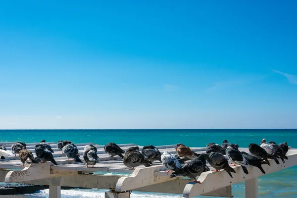 Um bando de pombos descansando em um guarda-sol de praia . — Fotografia de Stock