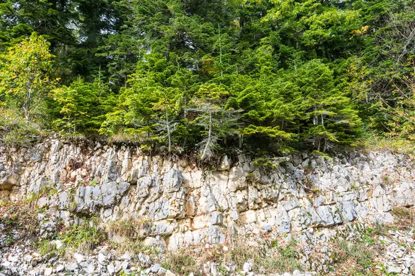 木や岩. — ストック写真