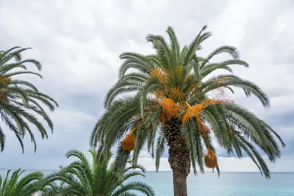 Bulutlu gökyüzü arka plan üzerinde sonbahar palmiye ağaçları. — Stok fotoğraf