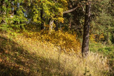 Sonbahar ormanı huş ağacı ve çam ağaçları açık sarı yapraklarla güneşli bir günde.