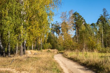 Güneşli bir günde sarı yapraklarla karışık bir sonbahar ormanına giden toprak yol..