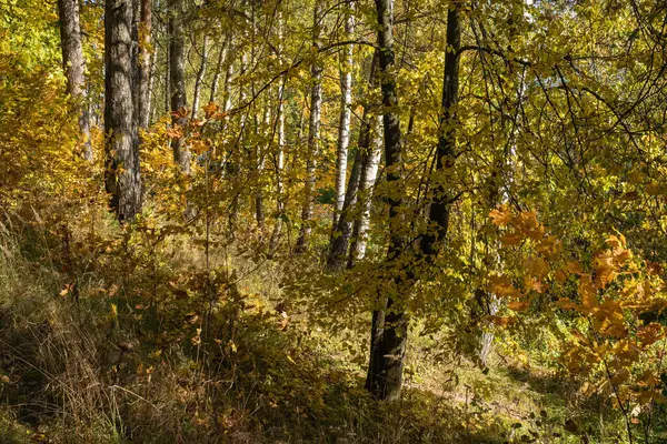 Floresta Outono Com Bétula Pinheiros Folhas Amarelas Brilhantes Dia Ensolarado — Fotografia de Stock