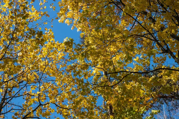 秋天阳光明媚的日子里 蓝色的天空映衬着金黄的枫叶 — 图库照片