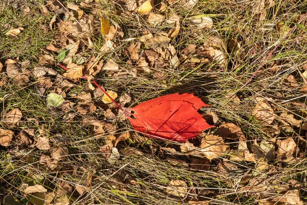 三片鲜红的叶子 背景为干草和黄叶 特写镜头 — 图库照片