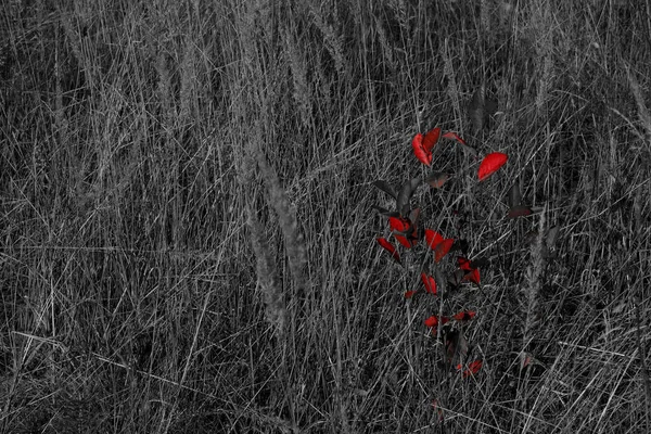 Luminose Foglie Rosse Uno Sfondo Bianco Nero Erba Secca Colpo — Foto Stock