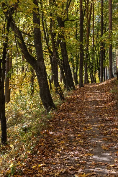 Ulička Javory Pokrytá Spadlými Žlutými Listy Slunečného Podzimního Dne Stock Fotografie