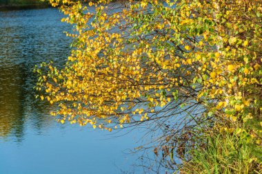 Güneşli bir sonbahar gününde mavi bir arka planda sarı yapraklı huş dalları.