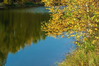 Güneşli bir sonbahar gününde mavi bir arka planda sarı yapraklı huş dalları.