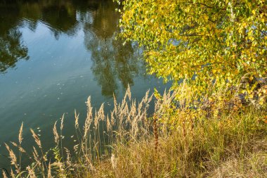 Güneşli bir sonbahar gününde mavi bir arka planda sarı yapraklı huş dalları.