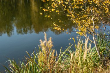 Güneşli bir sonbahar gününde mavi bir arka planda sarı yapraklı huş dalları. 