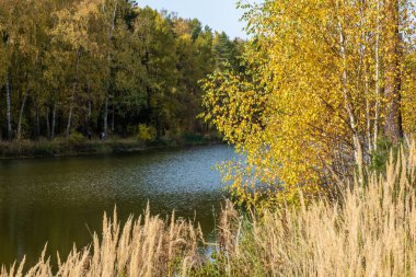 Sarı huş yapraklarıyla sonbahar manzarası ve güneşli bir günde sessiz küçük bir nehir..