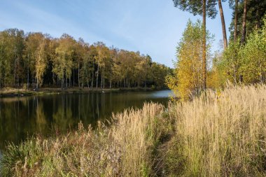 Sarı huş yapraklarıyla sonbahar manzarası ve güneşli bir günde sessiz küçük bir nehir..