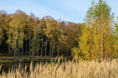 Sarı huş yapraklarıyla sonbahar manzarası ve güneşli bir günde sessiz küçük bir nehir.. 