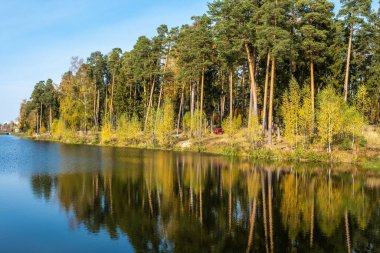 Uzun çam ağaçları olan nehir kıyısı güneşli bir sonbahar gününde suya yansıyor..