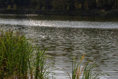 Nehir yüzeyinde parlak gümüş renkler ve güneşli bir sonbahar gününde ön planda uzun sarı çimenler.. 