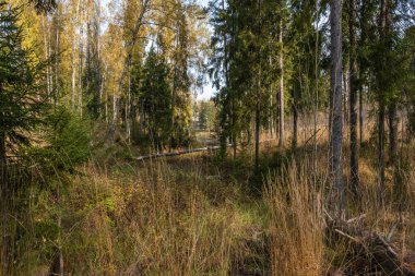 Bir sonbahar günü düşen kalın ağaç gövdeleri ile geçilemez yoğun bir orman..